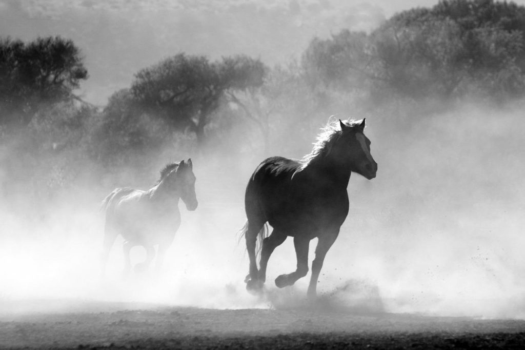Ruwvoeranalyse voor optimale voeding van paarden met gedetailleerde voedingswaarde inzicht