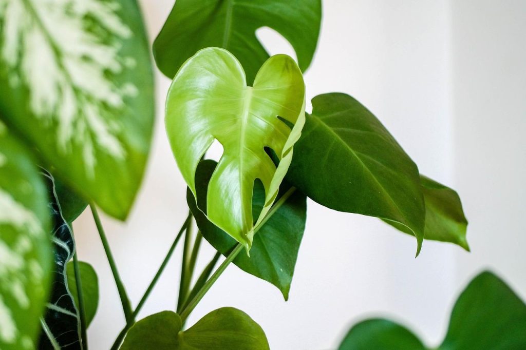 Kantoor met natuurlijke heilmiddelen en groene planten voor gezonde werkplek en verbeterde luchtkwaliteit
